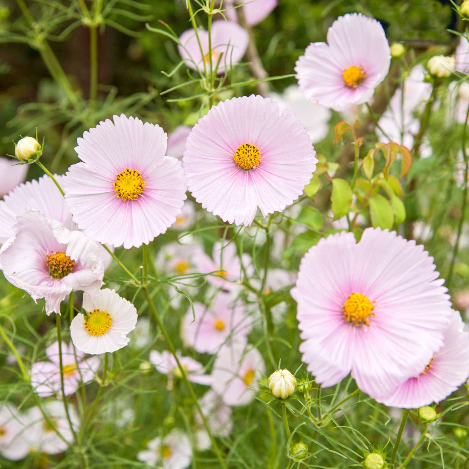 Cosmos 'Cupcakes Blush' (graines)